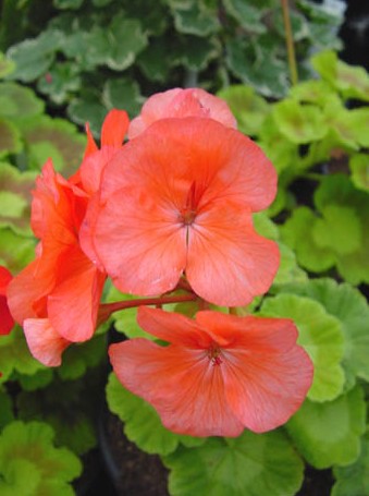 Pelargonium Santa Fe vaso 10
