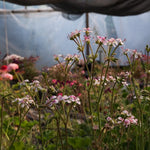 Pelargonium magenteum x echinatum vaso 10