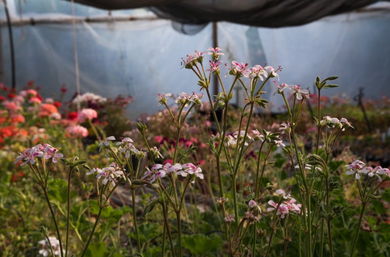 Pelargonium magenteum x echinatum vaso 10
