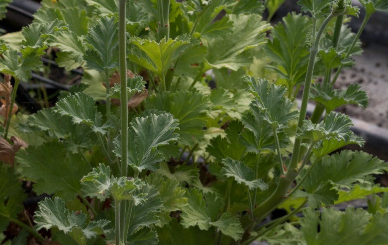 Pelargonium magenteum x echinatum vaso 10