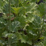 Pelargonium magenteum x echinatum vaso 10