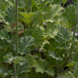Pelargonium magenteum x echinatum vaso 10