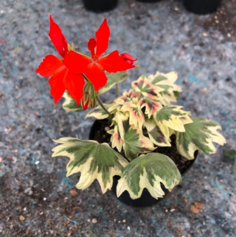 Pelargonium Spanish Banks vaso 10