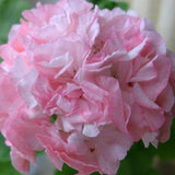 Pelargonium Meadowside Fancy vaso 10