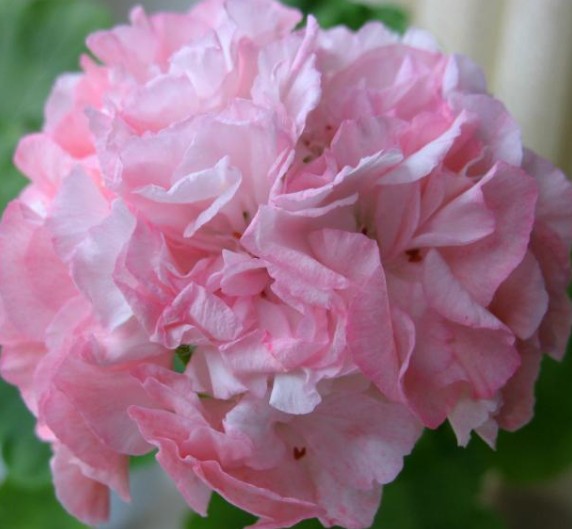 Pelargonium Meadowside Fancy vaso 10