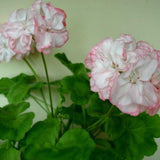 Pelargonium Meadowside Fancy vaso 10