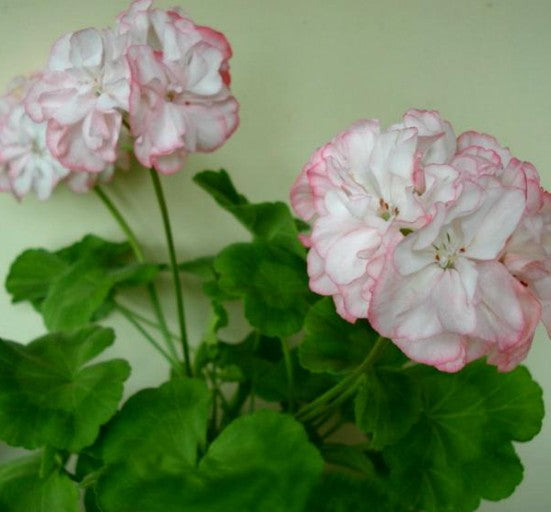 Pelargonium Meadowside Fancy vaso 10