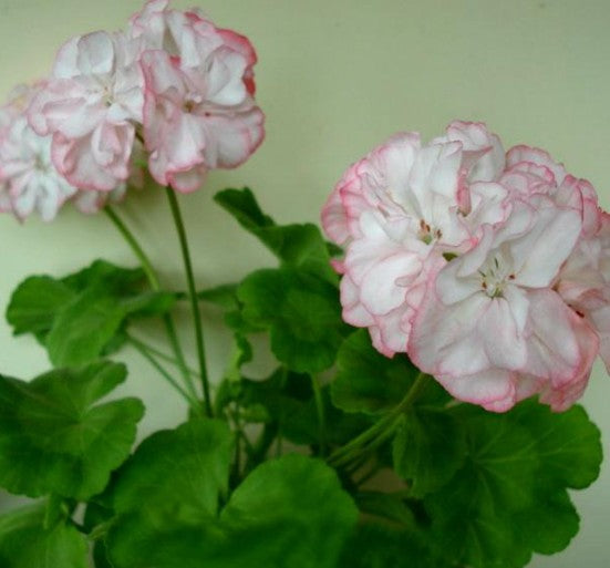 Pelargonium Meadowside Fancy vaso 10