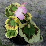 Pelargonium Wirral look alike vaso 10
