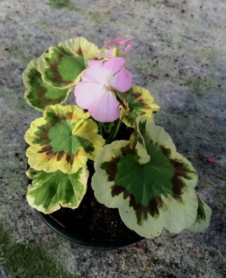 Pelargonium Wirral look alike vaso 10