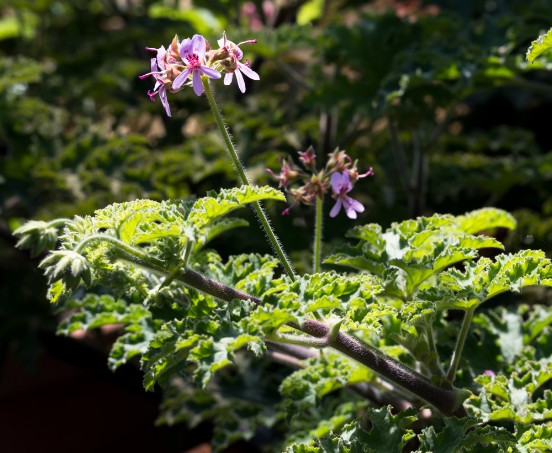 Pelargonium Mentarosa vaso 10