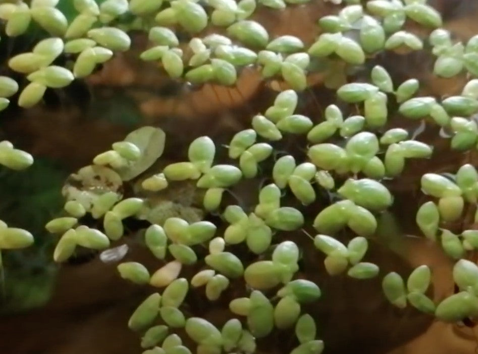 Lemna minor (galleggiante)
