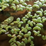 Lemna minor (galleggiante)