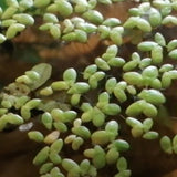 Lemna minor (galleggiante)
