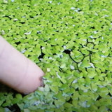 Lemna minor (galleggiante)