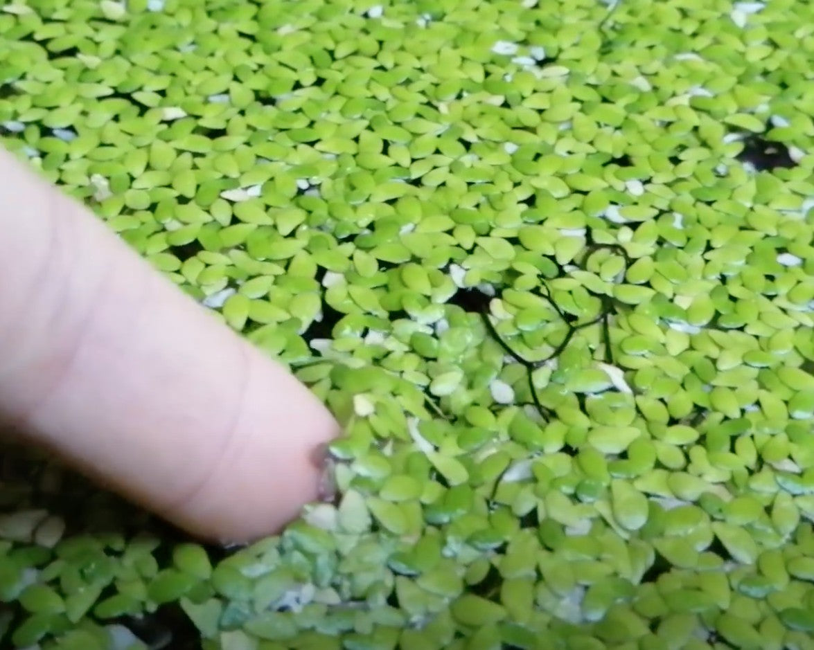 Lemna minor (galleggiante)