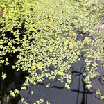Spirodela polyrhiza, galleggiante ossigenante