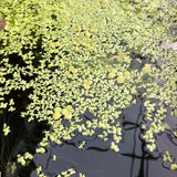 Spirodela polyrhiza, galleggiante ossigenante