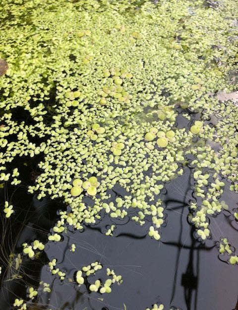 Spirodela polyrhiza, galleggiante ossigenante