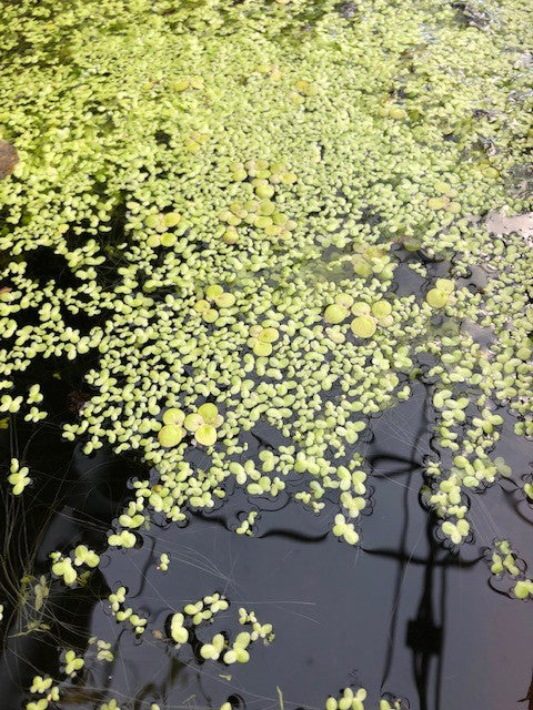Spirodela polyrhiza, galleggiante ossigenante
