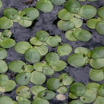 Spirodela polyrhiza, galleggiante ossigenante