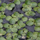Spirodela polyrhiza, galleggiante ossigenante