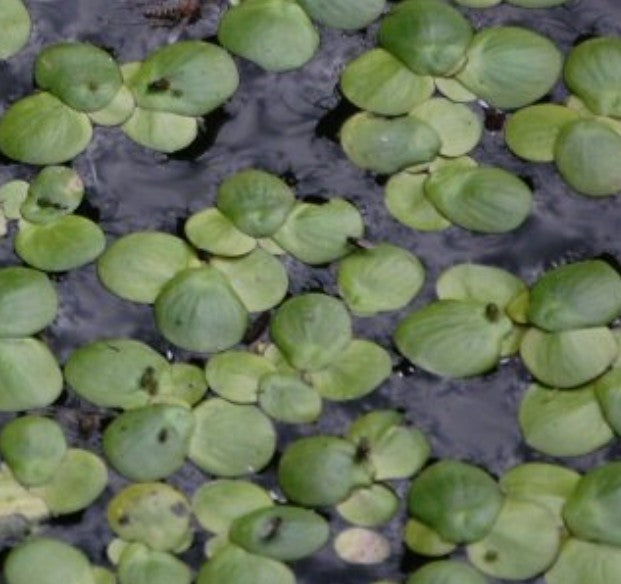 Spirodela polyrhiza, galleggiante ossigenante