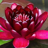 Nymphaea 'Black Princess'