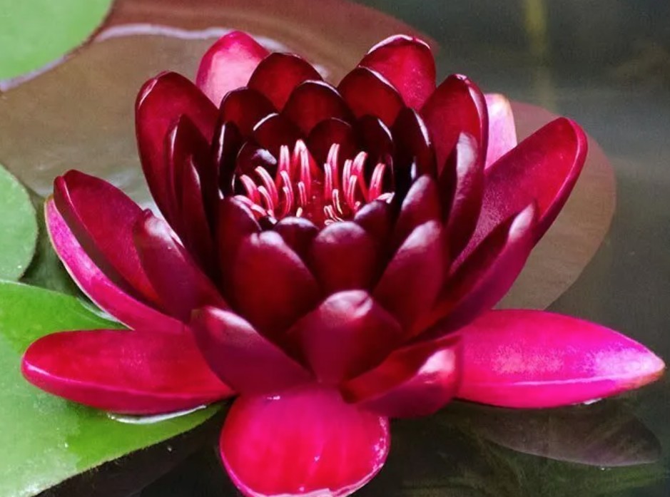 Nymphaea 'Black Princess'