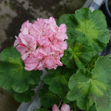 Pelargonium Sutarves Igor vaso 10