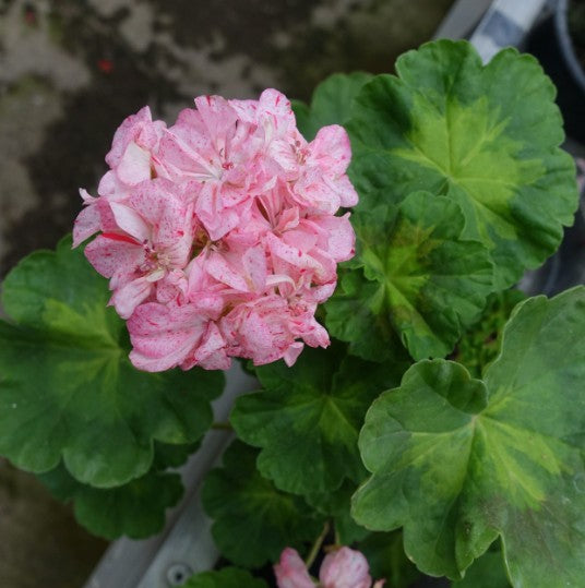 Pelargonium Sutarves Igor vaso 10