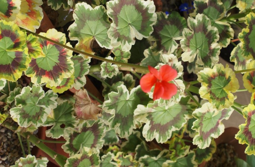 Pelargonium  Mrs Burdett-Coutts vaso 10