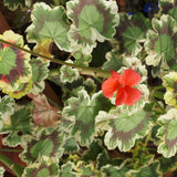 Pelargonium  Mrs Burdett-Coutts vaso 10