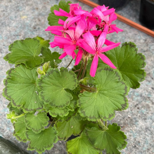 Pelargonium  hortorum Petrei Grey Eminence vaso 10