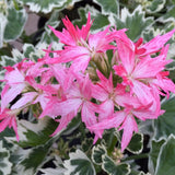 Pelargonium Stella Vernante vaso 10
