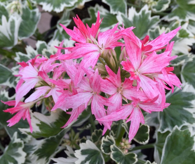 Pelargonium Stella Vernante vaso 10