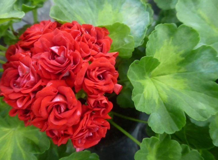 Pelargonium Summer Rose Tina vaso 10