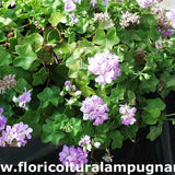 Pelargonium Green Eyes vaso 10