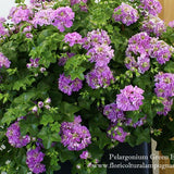Pelargonium Green Eyes vaso 10