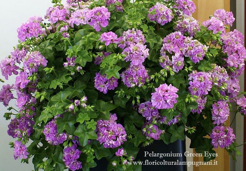 Pelargonium Green Eyes vaso 10