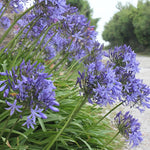 Agapanthus Umbellatus blu vaso 19 cm  4/5 piante x m2