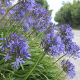 Agapanthus Umbellatus blu vaso 19 cm  4/5 piante x m2