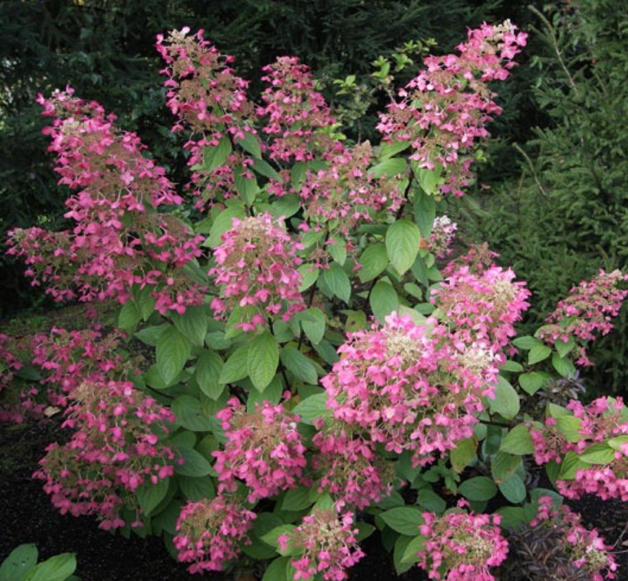 Hydrangea Paniculata Ruby v.18