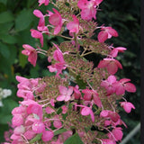 Hydrangea Paniculata Ruby v.18