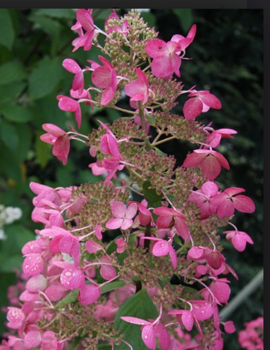 Hydrangea Paniculata Ruby v.18
