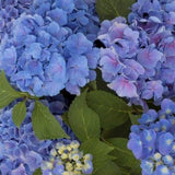 Hydrangea Macrophylla Benelux (R) vaso 18