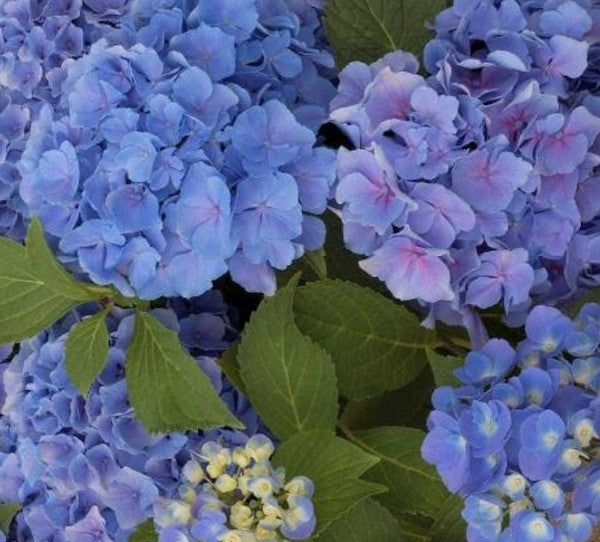 Hydrangea Macrophylla Benelux (R) vaso 18