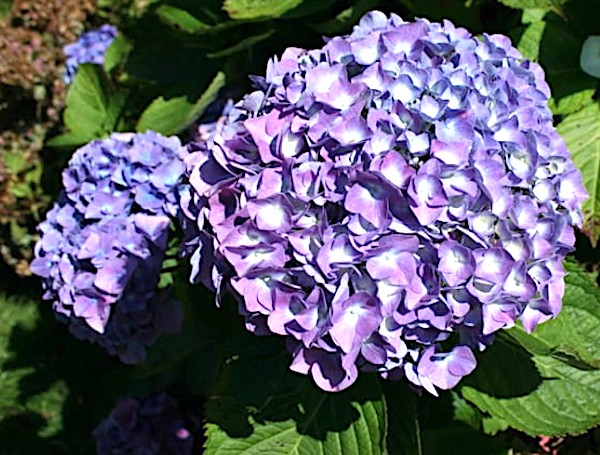 Hydrangea Macrophylla Benelux (R) vaso 18