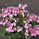 Hydrangea Macrophylla Dolce ® Gipsy vaso 19
