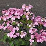 Hydrangea Macrophylla Dolce ® Gipsy vaso 19